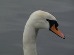 SX02812 Close up of swans head - Mute Swan [Cygnus Olor].jpg